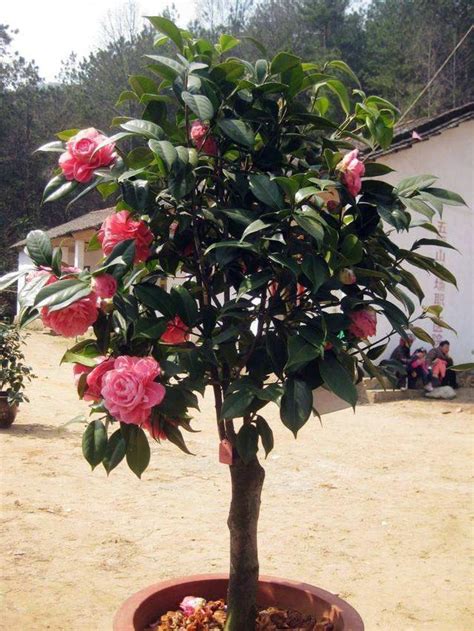 茶花種植盆栽|茶花盆栽種植方法和注意事項